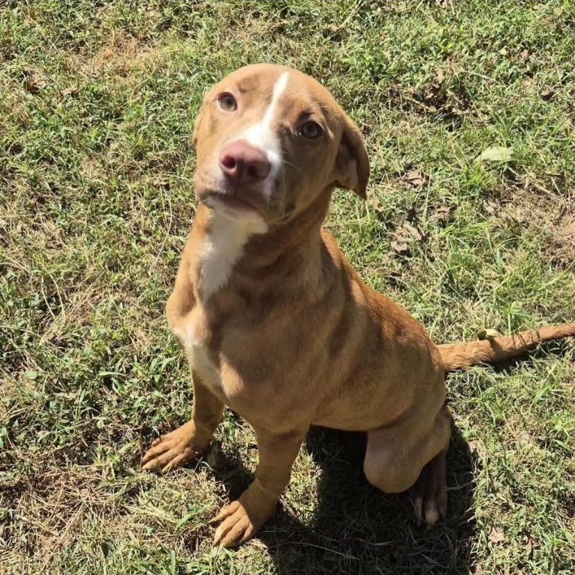 Enlarge Tawny, a Adoptable mixed breed in Philadelphia, PA image 1/6