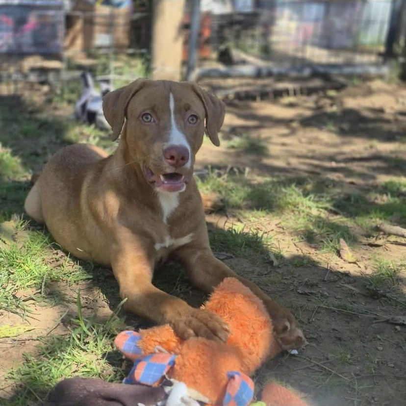 Enlarge Tawny, a Adoptable mixed breed in Philadelphia, PA image 3/6