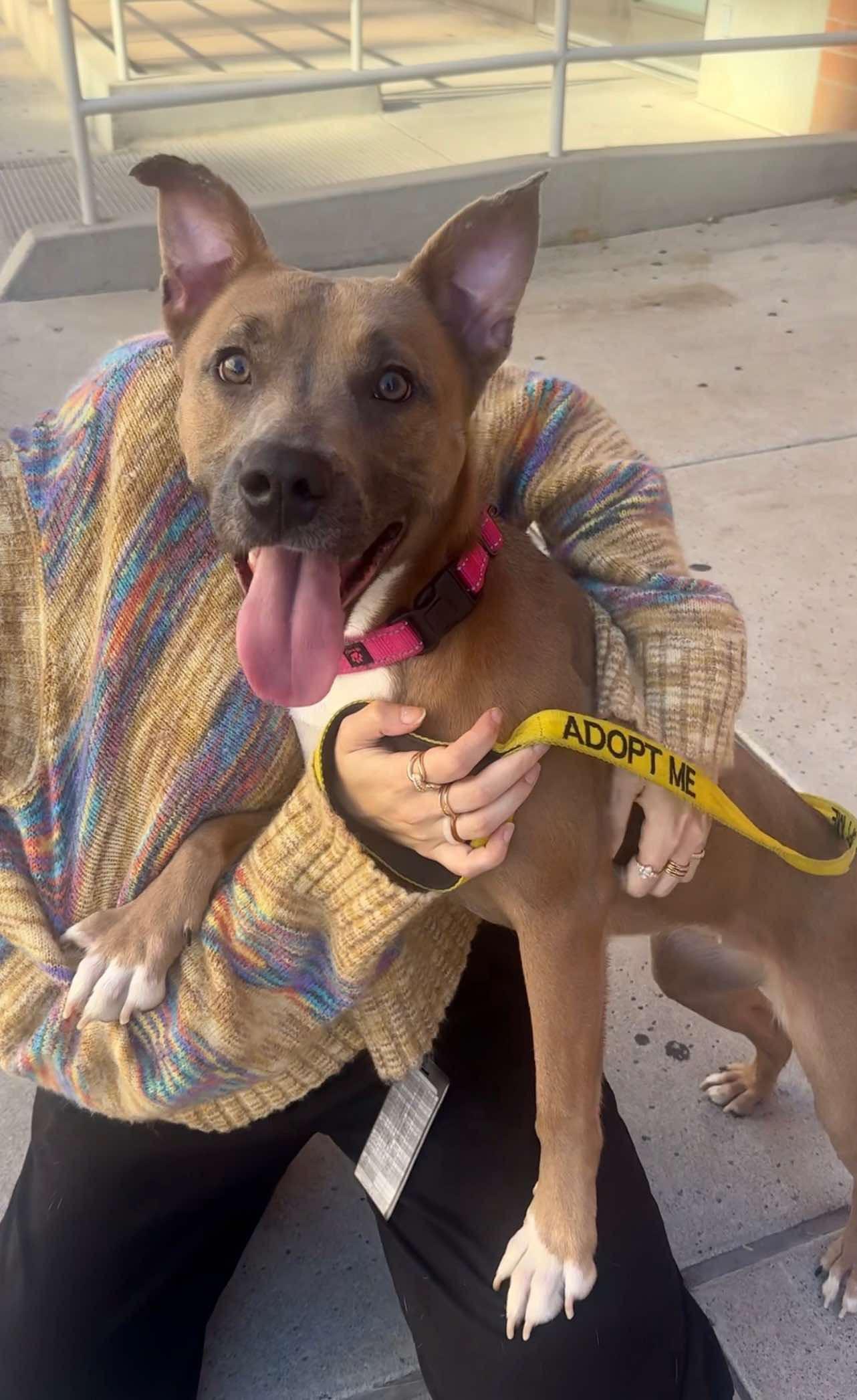 Nirvana 4116, adoptable, Adult Female Pit Bull Terrier.