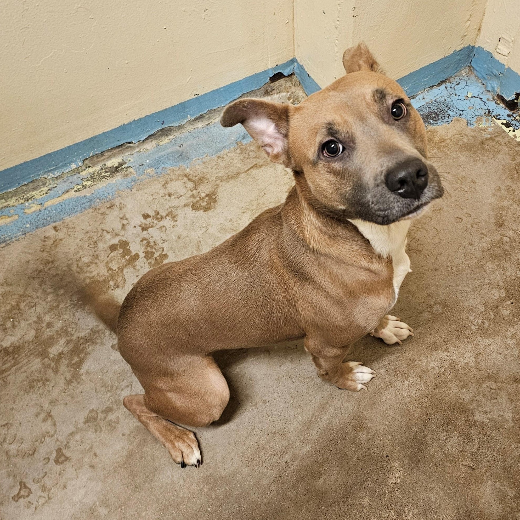 Nirvana 4116, adoptable, Adult Female Pit Bull Terrier.