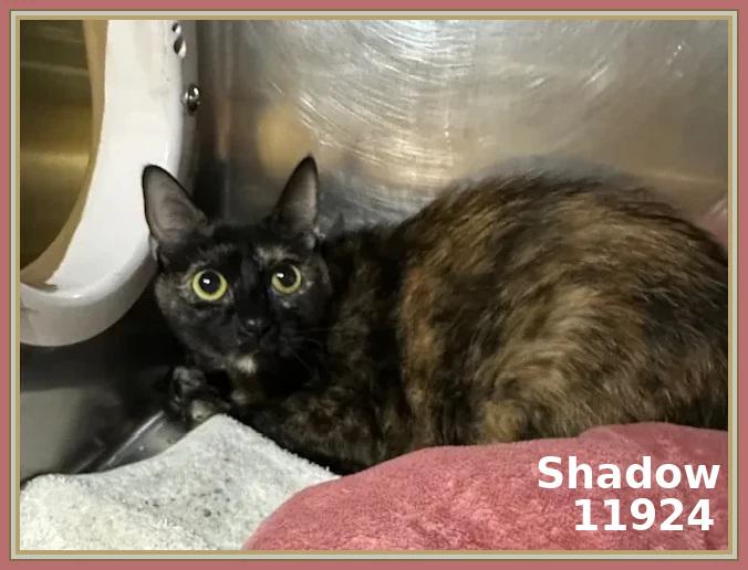 Meet Shadow ID 11924  Kennel 644 Breed Domestic Shorthair Mix  Color Tortoiseshell Sex Female