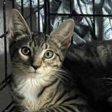 Autumn, a Adoptable Tabby in Lauderhill, FL image 1/3