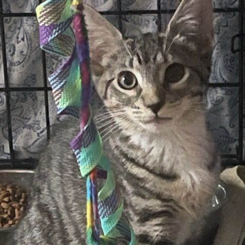 Autumn, a Adoptable Tabby in Lauderhill, FL image 2/3