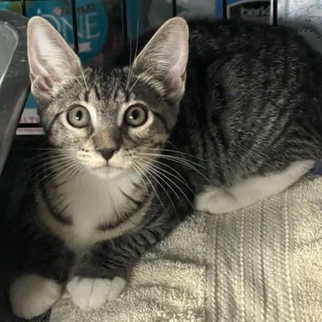 Autumn, a Adoptable Tabby in Lauderhill, FL image 3/3