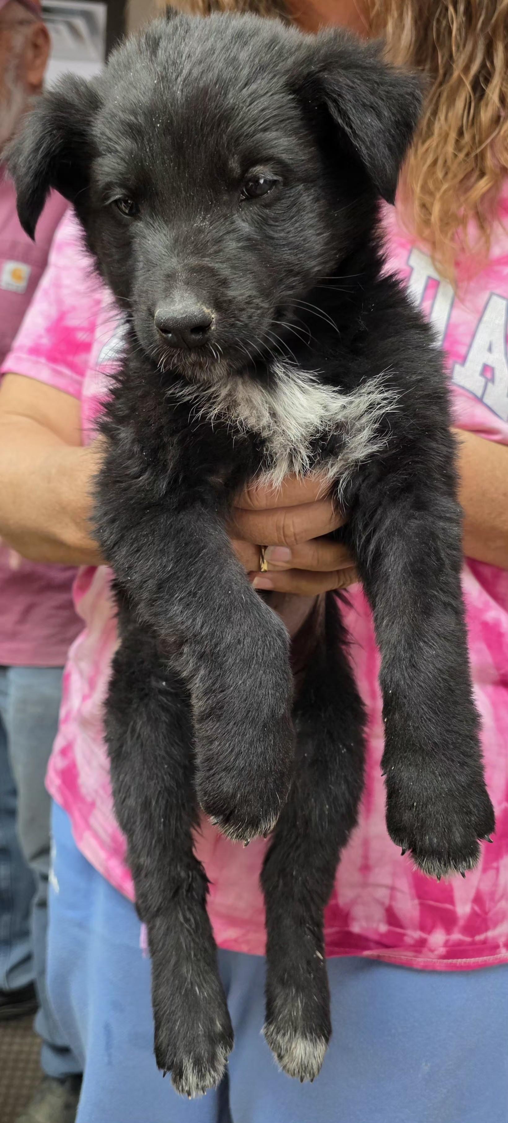 61973563, Adoptable, Young Male Border Collie.