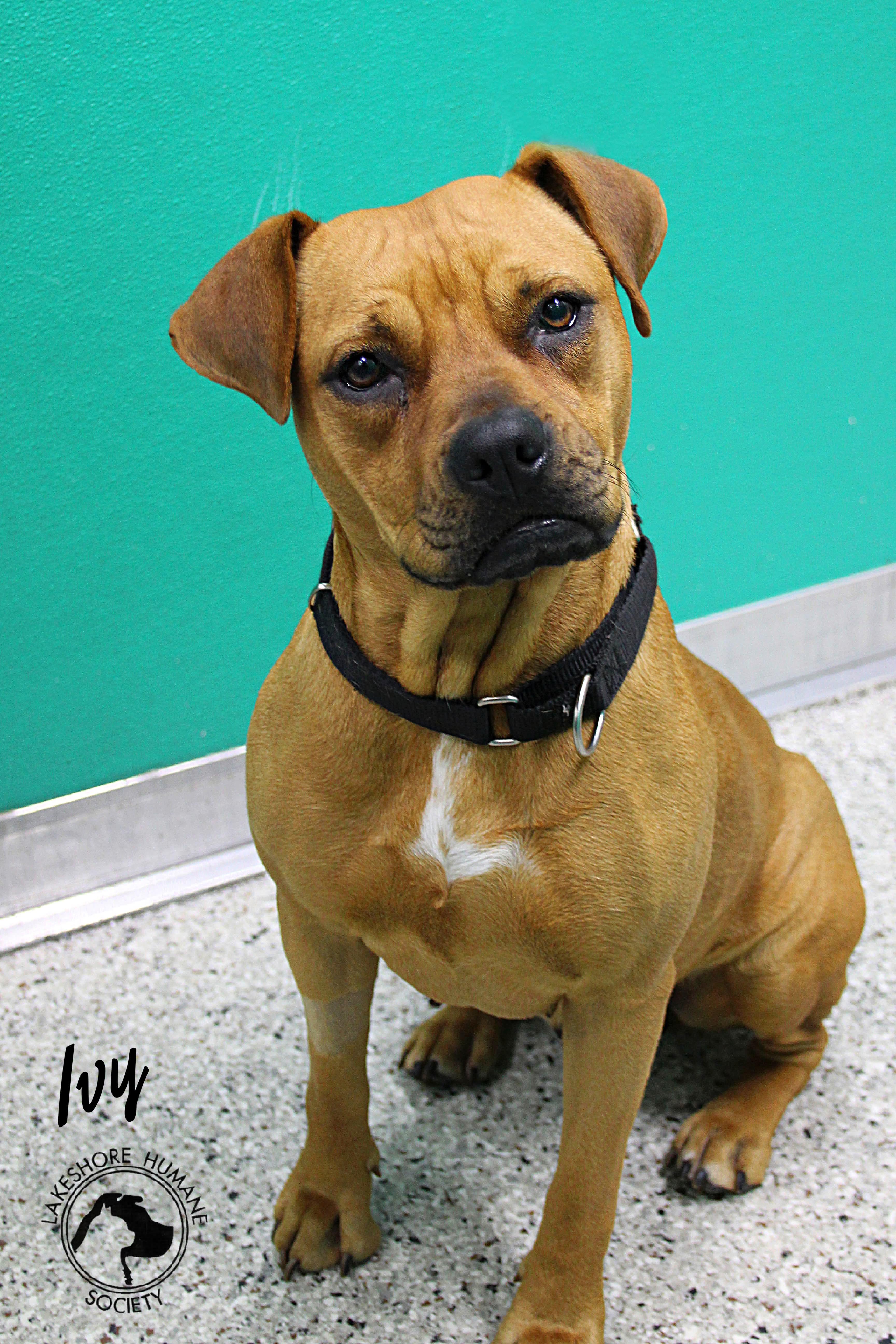 Ivy, ADOPTABLE, Adult Female Boxer.