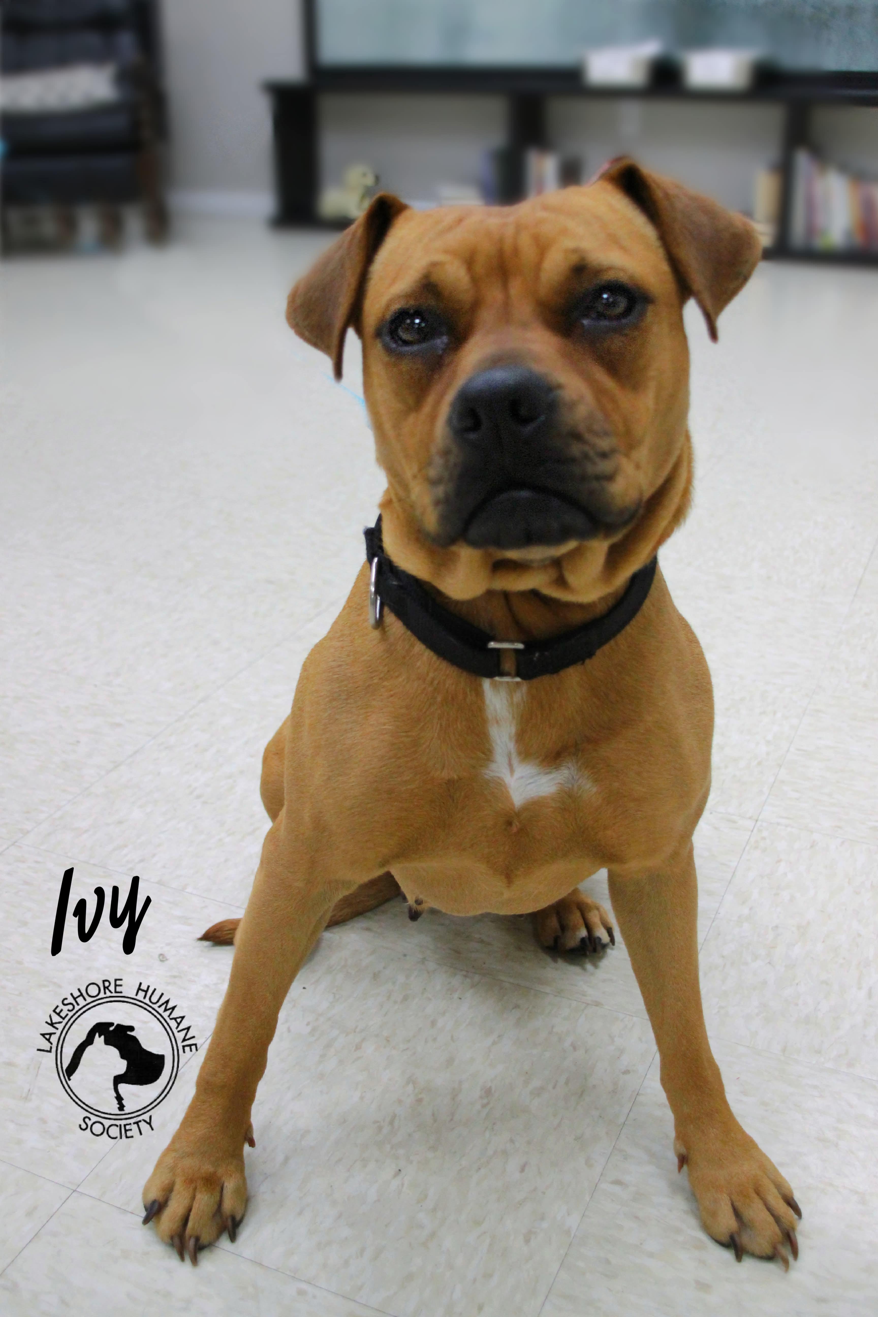 Ivy, a ADOPTABLE mixed breed in Dunkirk, NY image 2/2