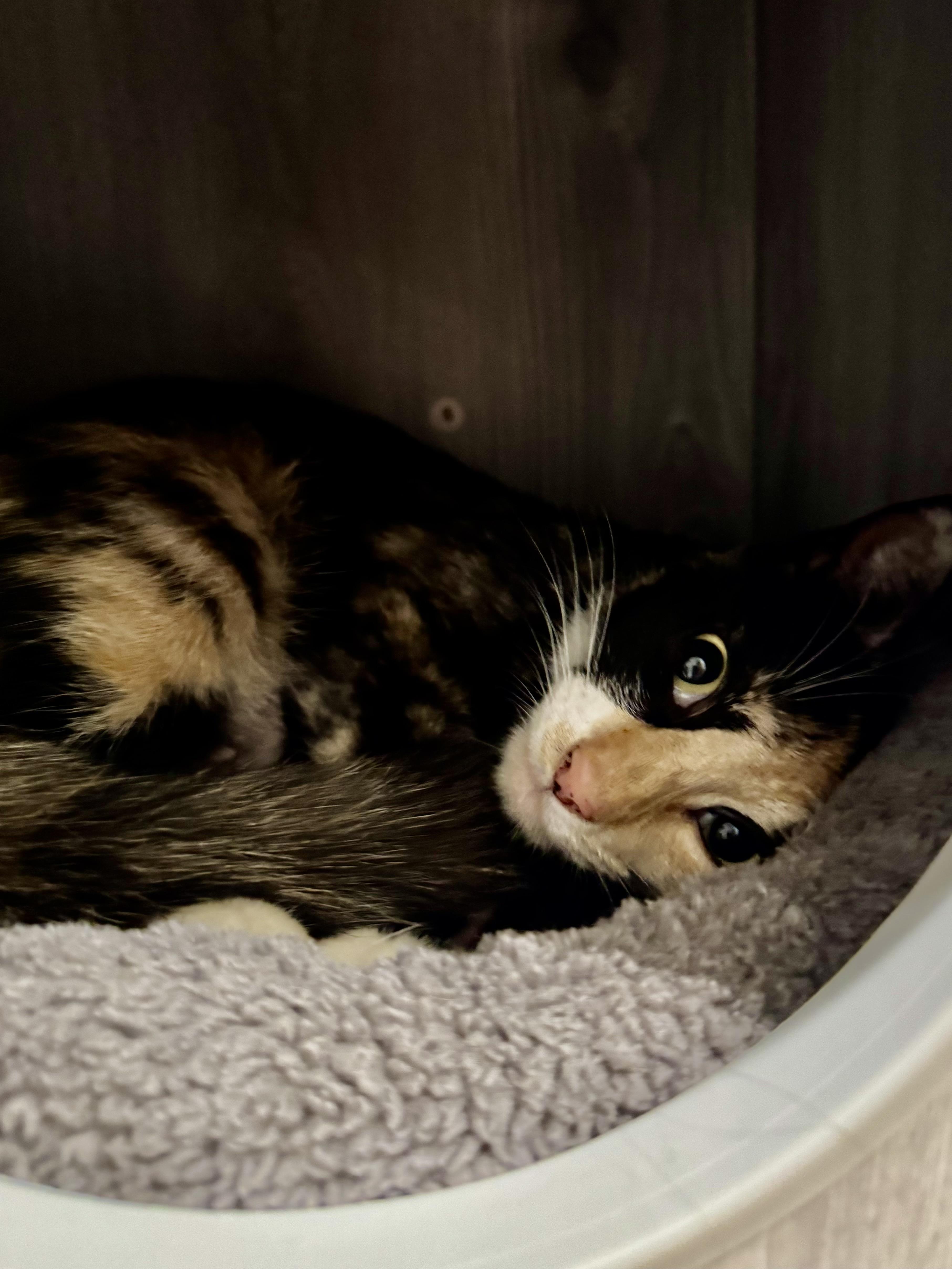 Enlarge Daisy, a Adoptable Calico in Wanaque, NJ image 5/6