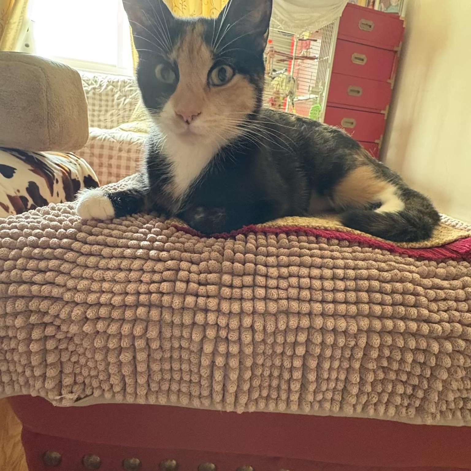 Enlarge Daisy, a Adoptable Calico in Wanaque, NJ image 1/6