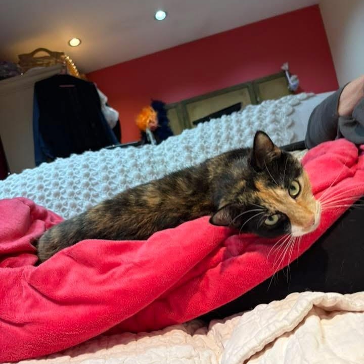 Daisy, Adoptable, Young Female Calico.
