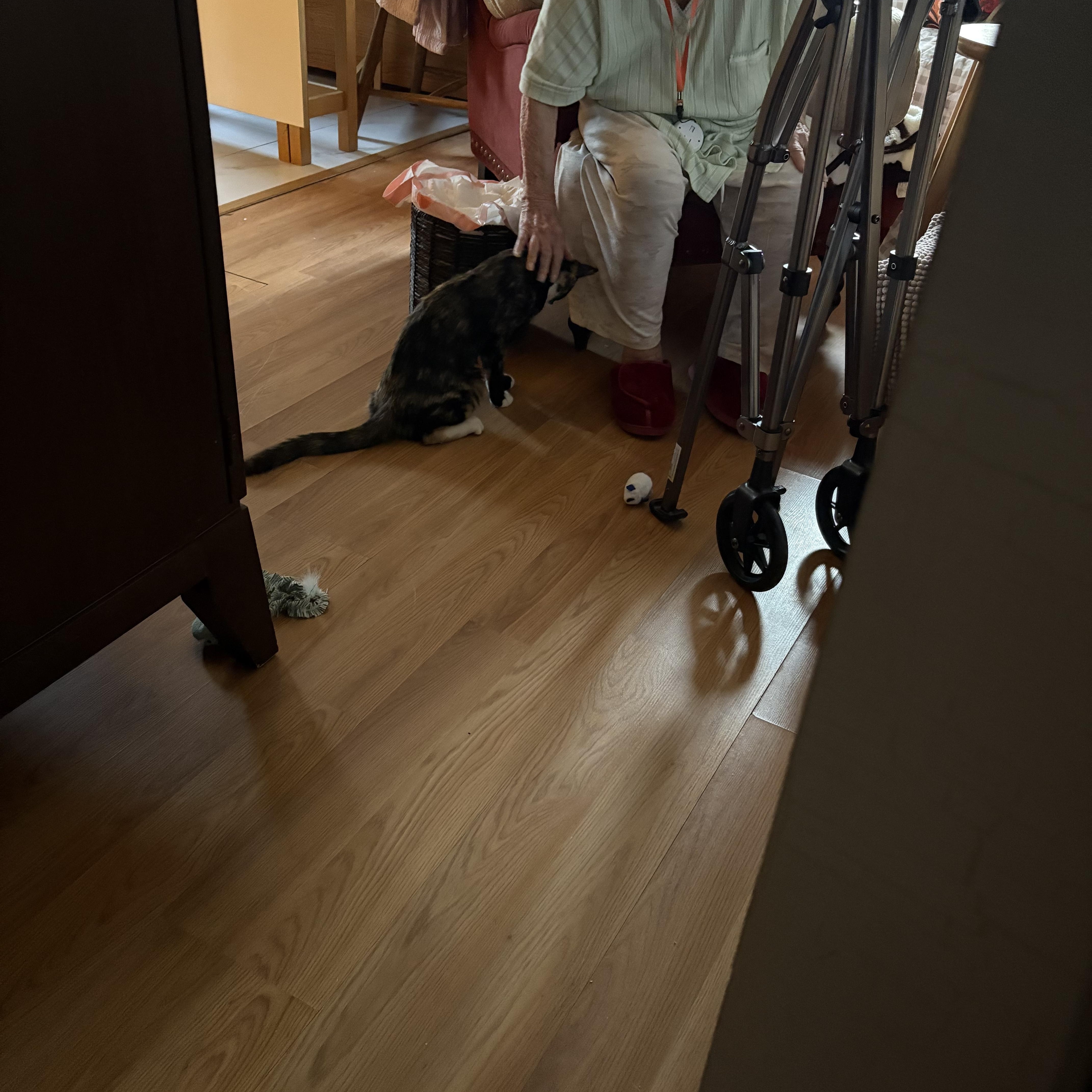 Enlarge Daisy, a Adoptable Calico in Wanaque, NJ image 6/6