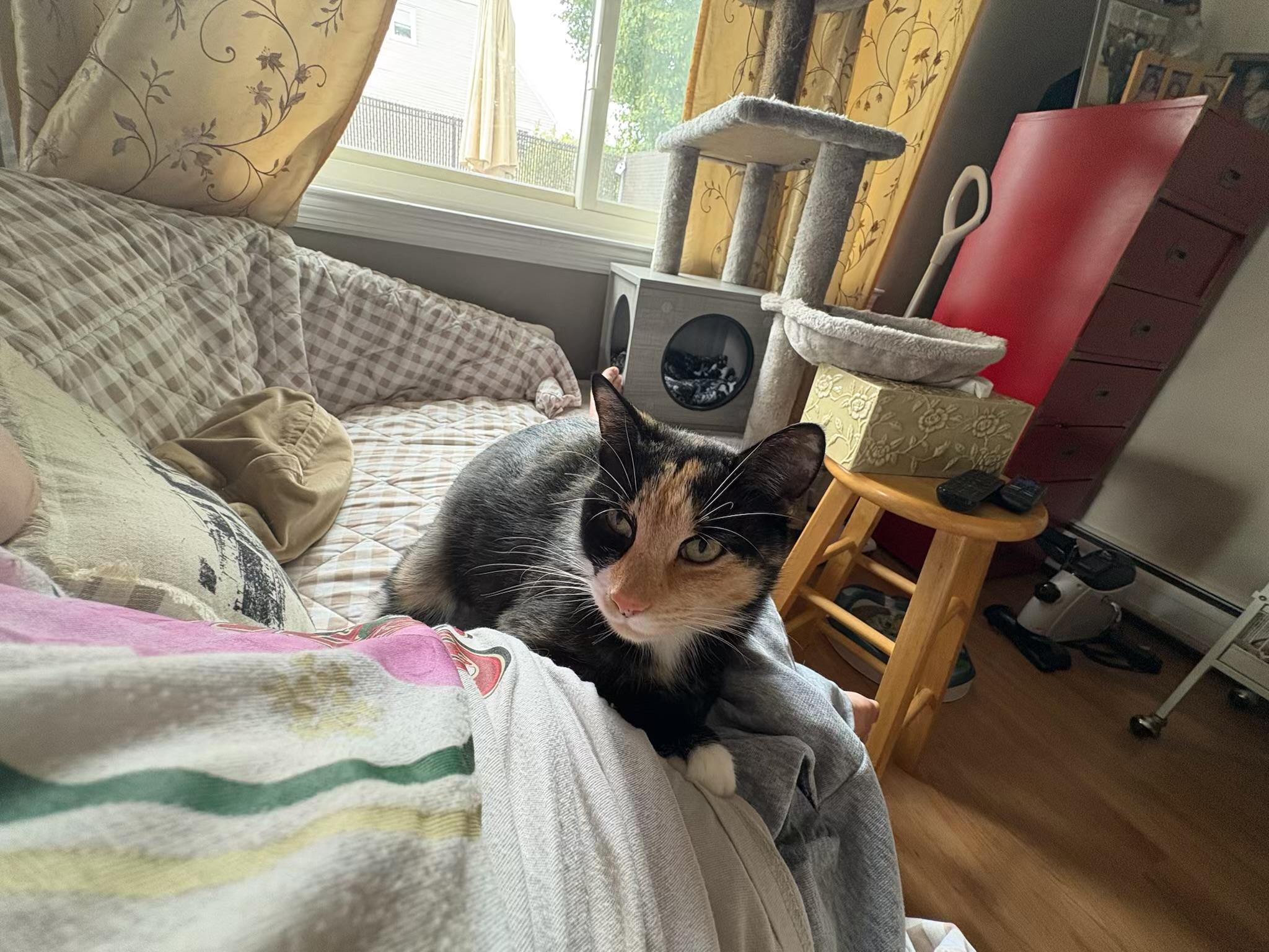 Enlarge Daisy, a Adoptable Calico in Wanaque, NJ image 2/6