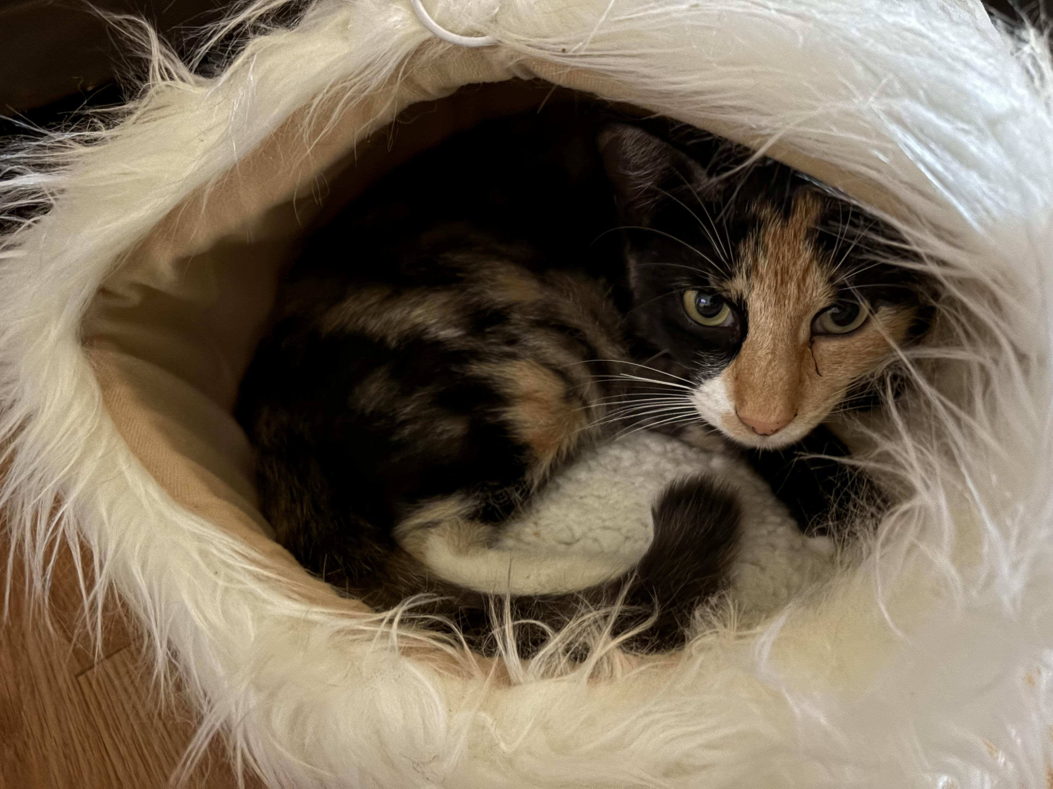 Enlarge Daisy, a Adoptable Calico in Wanaque, NJ image 3/6