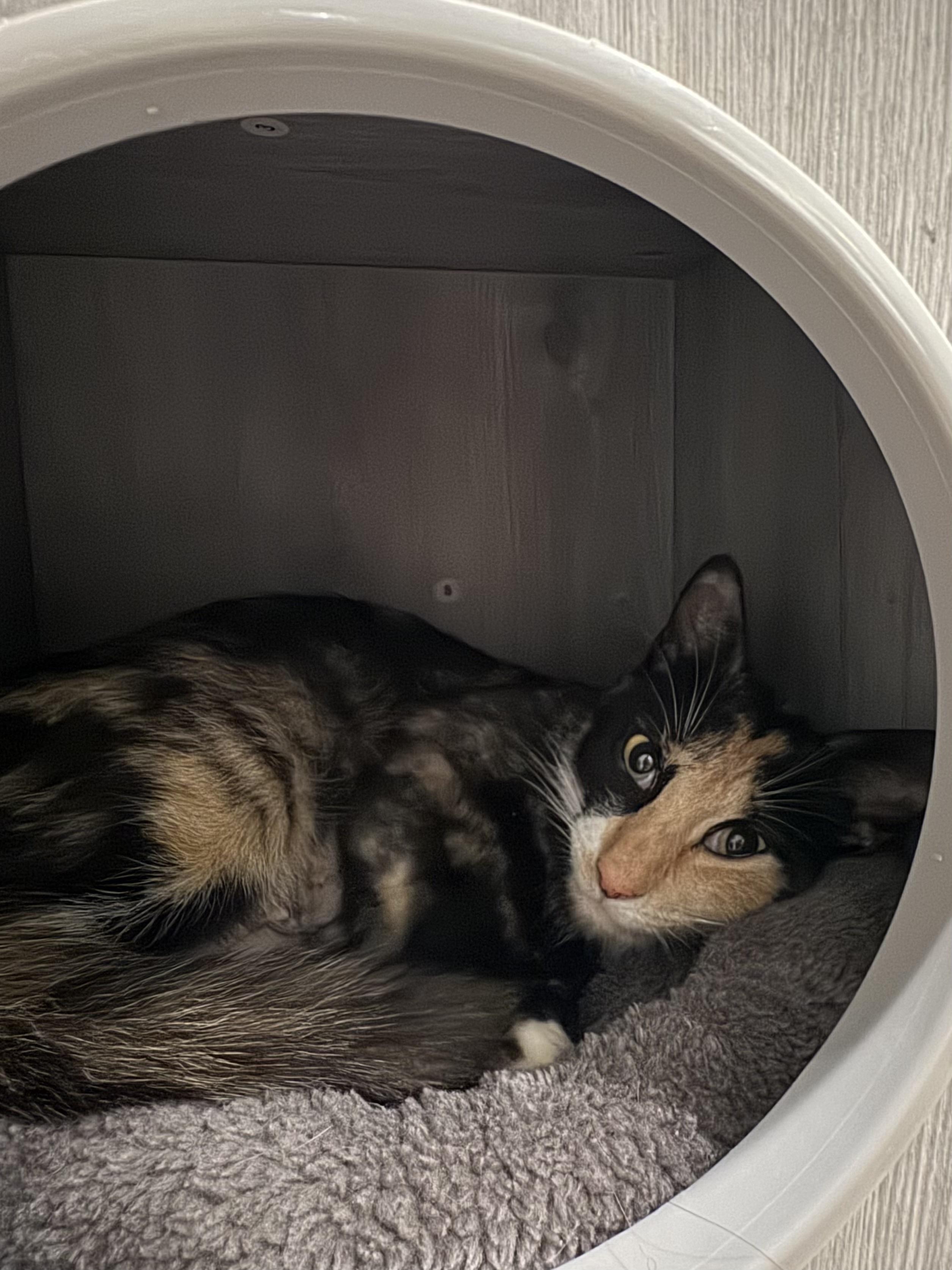 Enlarge Daisy, a Adoptable Calico in Wanaque, NJ image 4/6