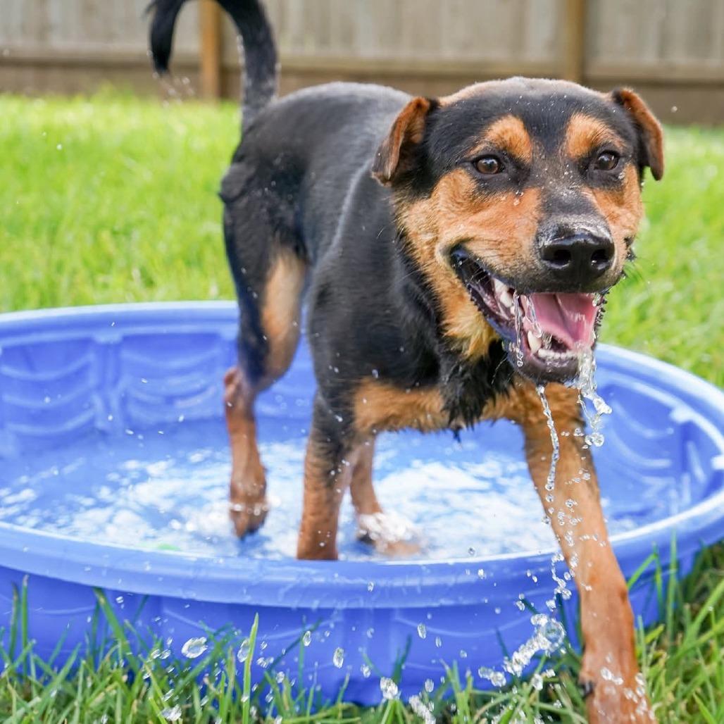 Ziggy, a Adoptable mixed breed in Houston, TX image 1/6