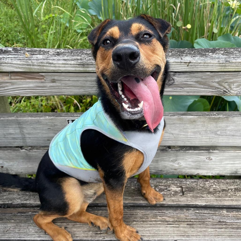 Ziggy, a Adoptable mixed breed in Houston, TX image 4/6