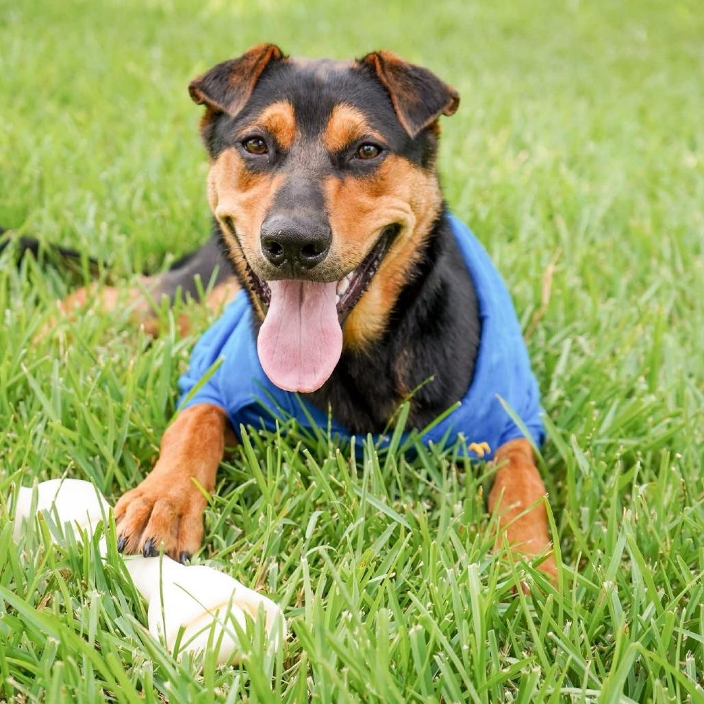 Ziggy, a Adoptable mixed breed in Houston, TX image 3/6