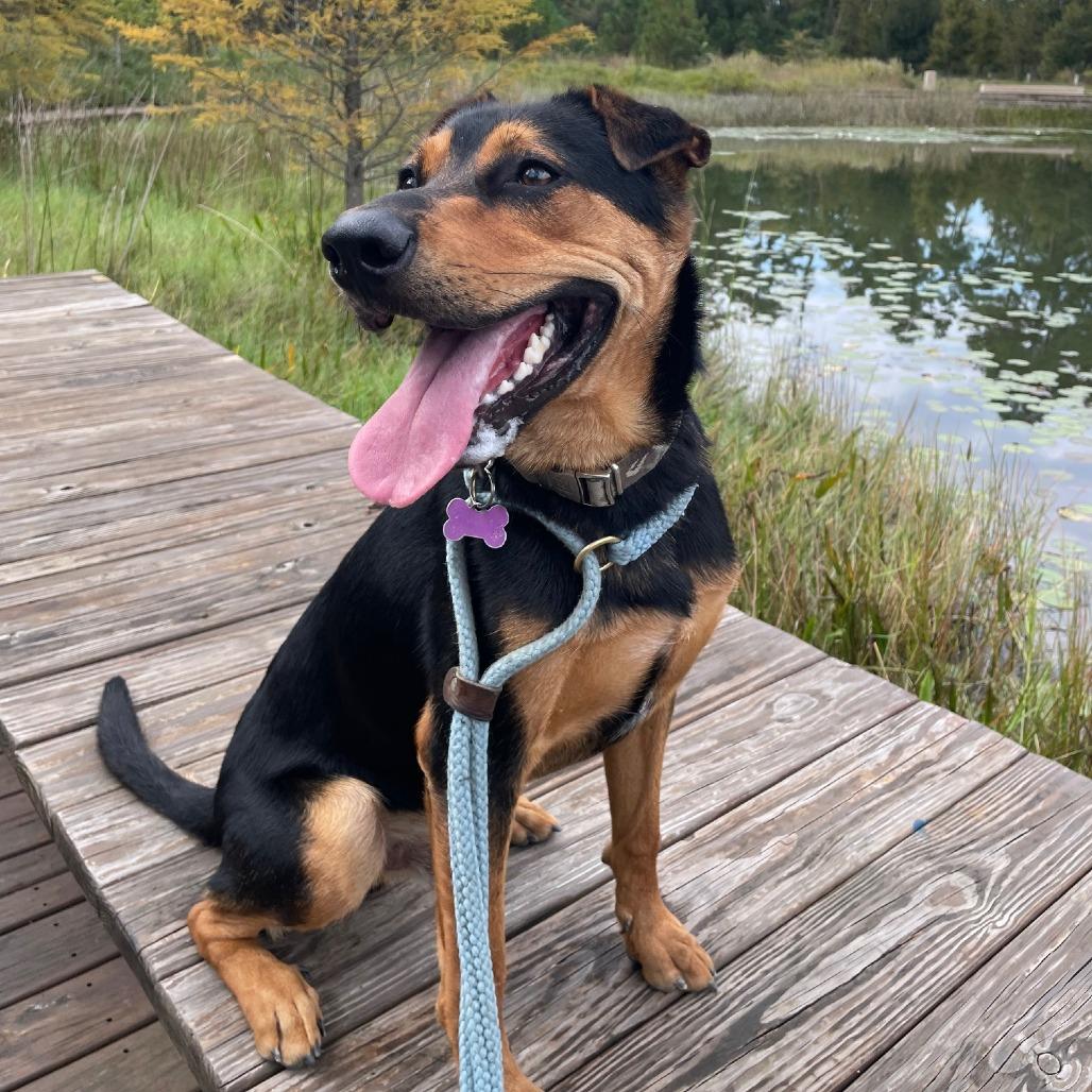 Ziggy, a Adoptable mixed breed in Houston, TX image 6/6