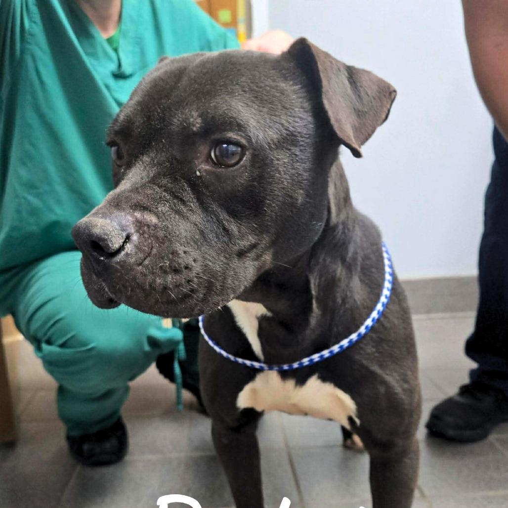 Enlarge Rocket, a Adoptable Mixed Breed in South Portland, ME image 1/4