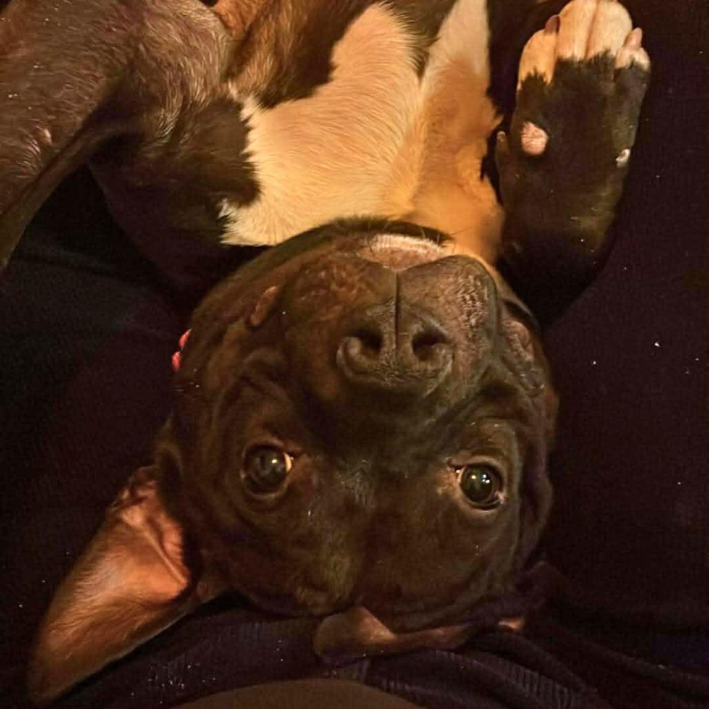 Rocket, Adoptable, Adult Male Mixed Breed.