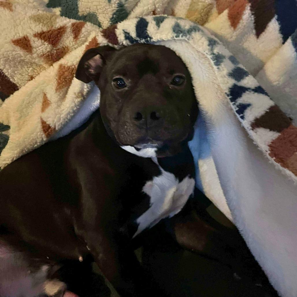 Enlarge Rocket, a Adoptable Mixed Breed in South Portland, ME image 3/4