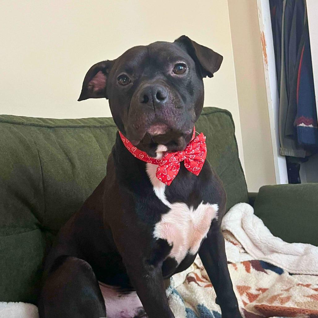 Enlarge Rocket, a Adoptable Mixed Breed in South Portland, ME image 1/6