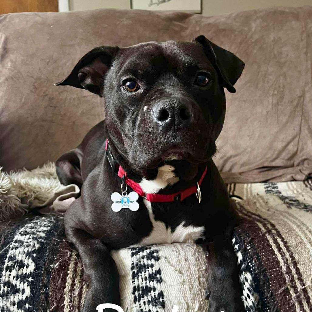 Enlarge Rocket, a Adoptable Mixed Breed in South Portland, ME image 2/6