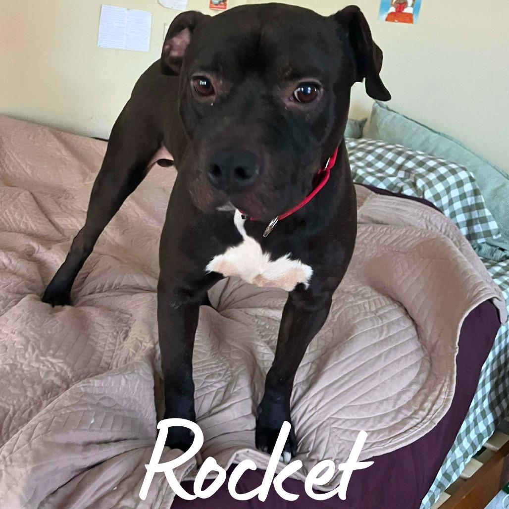 Enlarge Rocket, a Adoptable Mixed Breed in South Portland, ME image 4/4