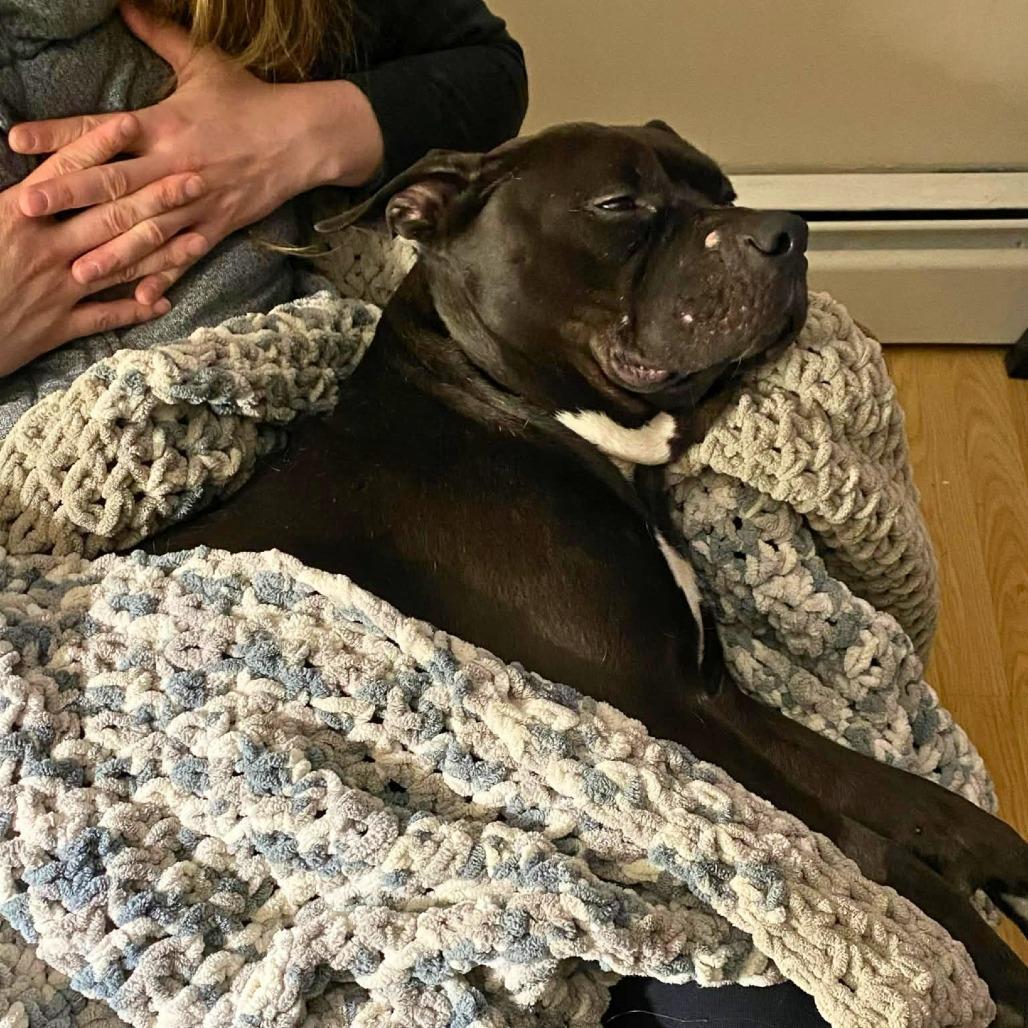 Enlarge Rocket, a Adoptable Mixed Breed in South Portland, ME image 3/6