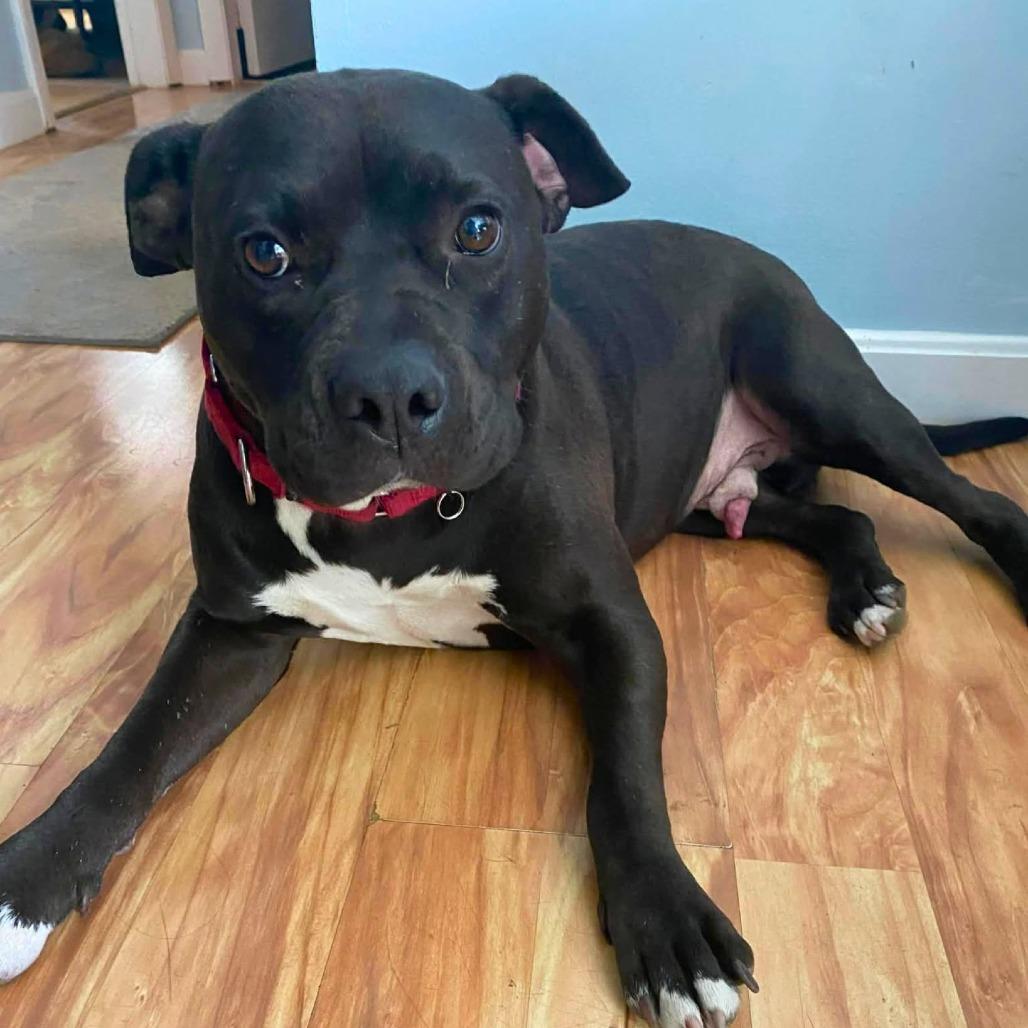 Rocket, a Adoptable Mixed Breed in South Portland, ME image 3/6