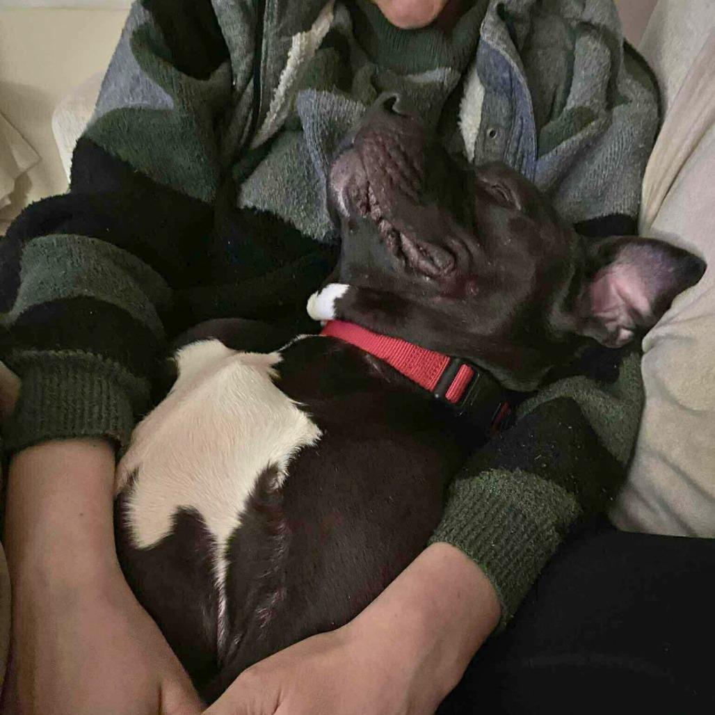 Rocket, a Adoptable Mixed Breed in South Portland, ME image 5/6