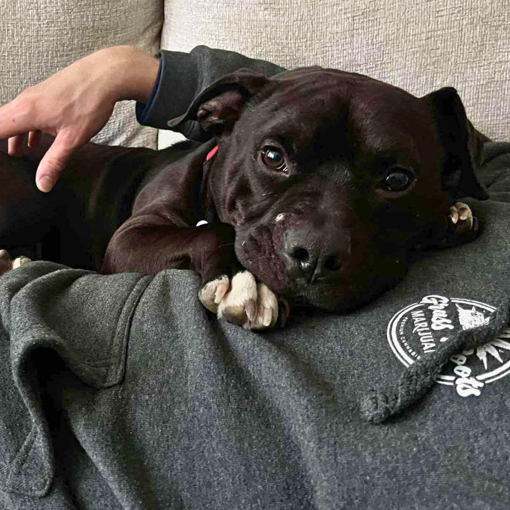 Enlarge Rocket, a Adoptable Mixed Breed in South Portland, ME image 4/6