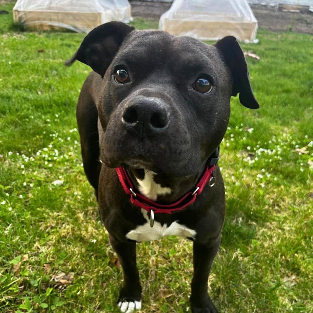 Rocket, a Adoptable Mixed Breed in South Portland, ME image 6/6