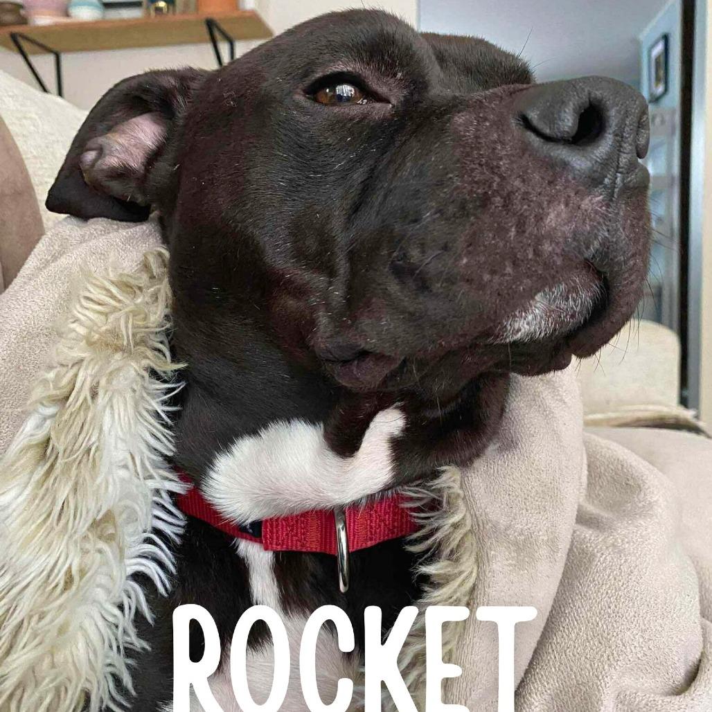 Enlarge Rocket, a Adoptable Mixed Breed in South Portland, ME image 5/6