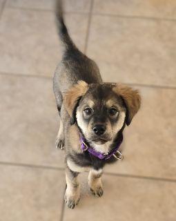 Enlarge Sydney, a ADOPTABLE Mixed Breed in Schaumburg, IL image 2/4