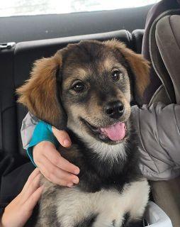 Enlarge Sydney, a ADOPTABLE Mixed Breed in Schaumburg, IL image 3/4