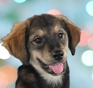 Sydney, ADOPTABLE, Puppy Female Mixed Breed.