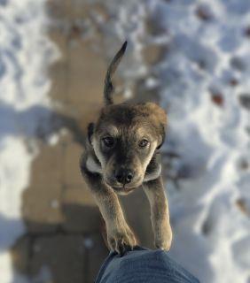 Enlarge Sydney, a ADOPTABLE Mixed Breed in Schaumburg, IL image 4/4