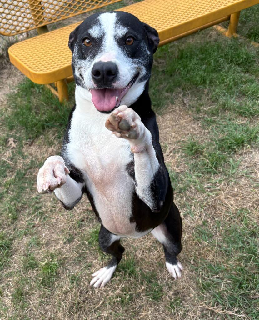 Roxie, Adoptable, Adult Female Pit Bull Terrier.