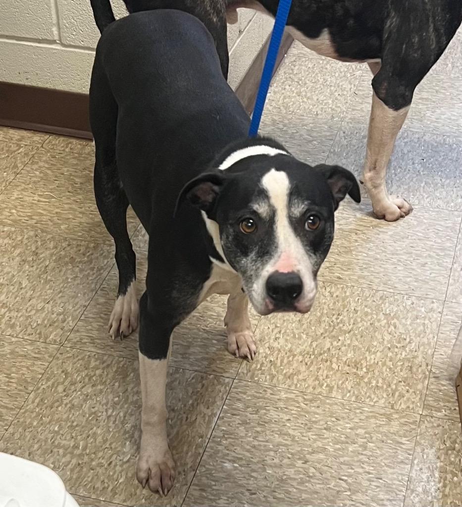 Roxie, a Adoptable mixed breed in Nacogdoches, TX image 1/4