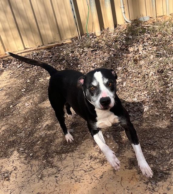 Roxie, a Adoptable mixed breed in Nacogdoches, TX image 3/4