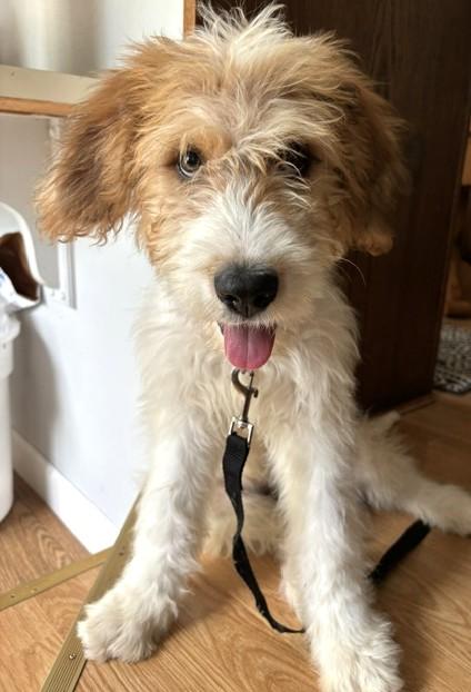 Enlarge Annie, an adopted mixed breed in Palatine, IL image 3/6