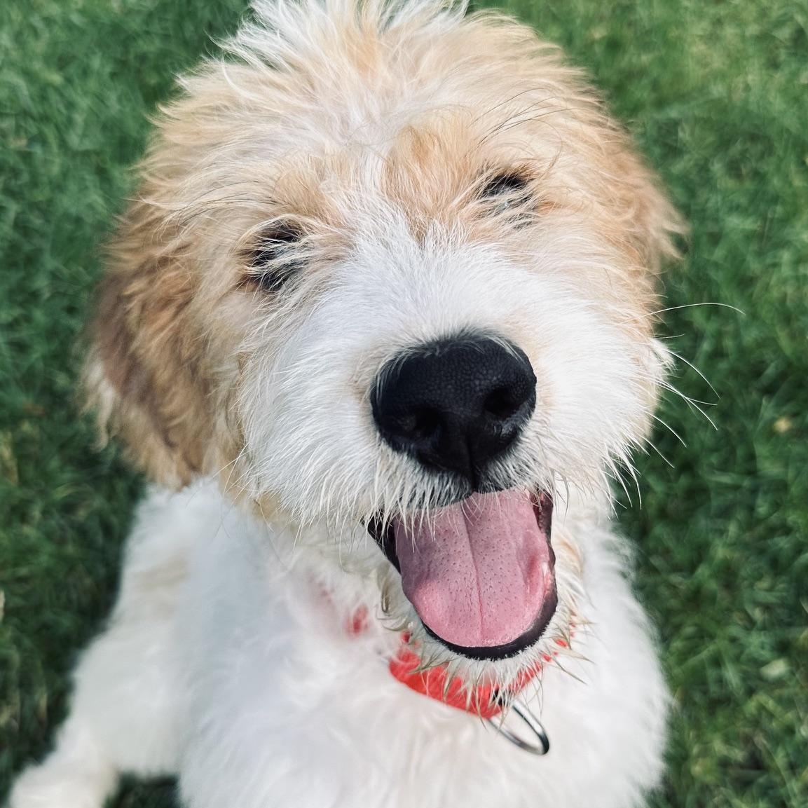 Enlarge Annie, an adopted mixed breed in Palatine, IL image 2/6