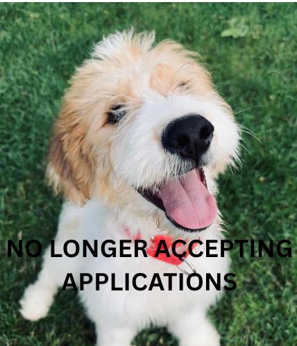 Annie, adopted, Puppy Female Poodle & Mixed Breed.