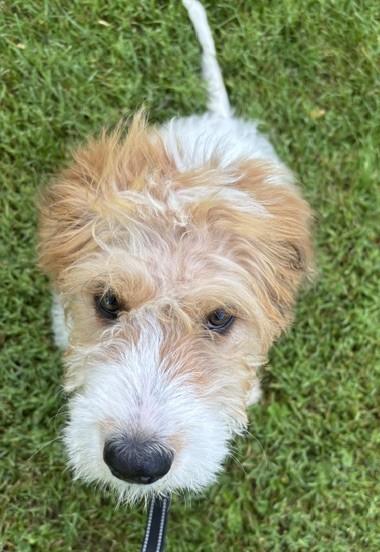 Enlarge Annie, an adopted mixed breed in Palatine, IL image 6/6