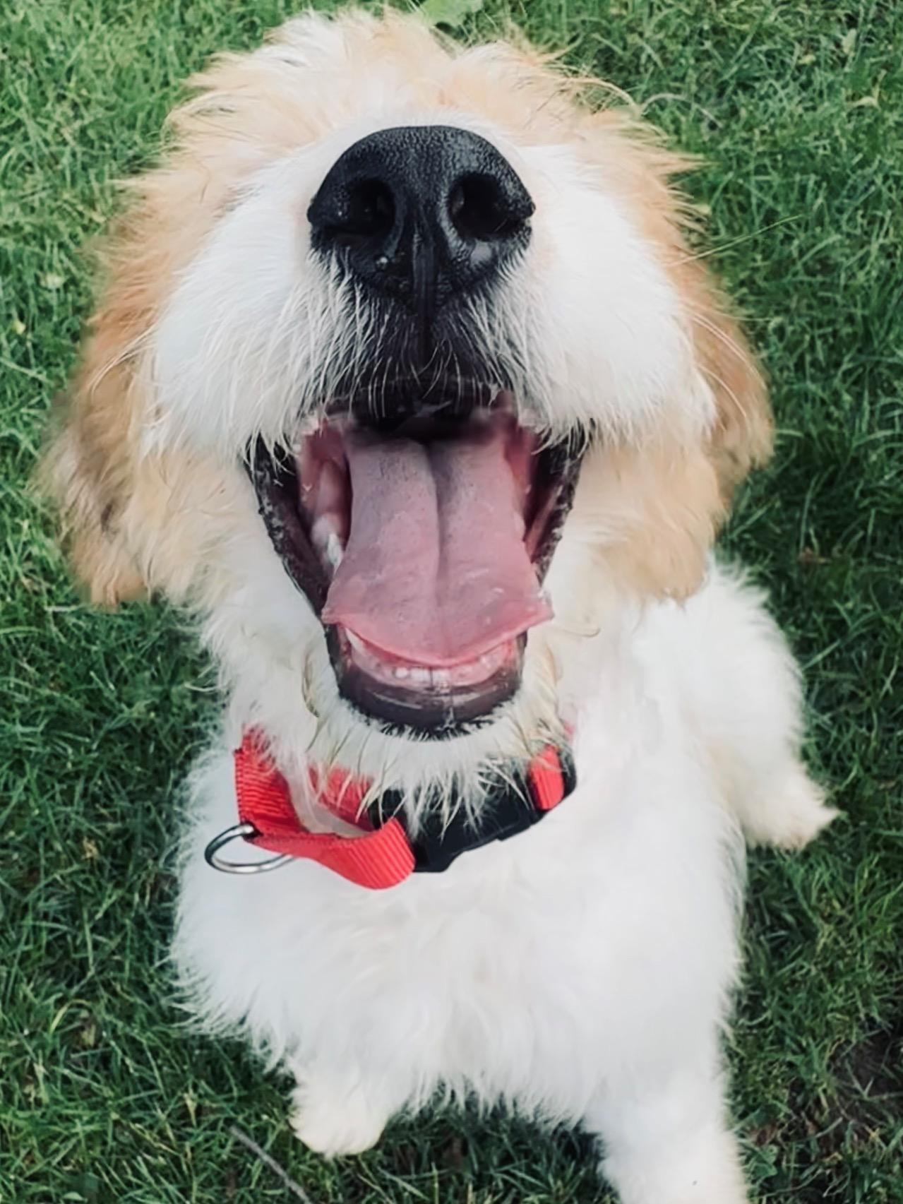Enlarge Annie, an adopted mixed breed in Palatine, IL image 5/6