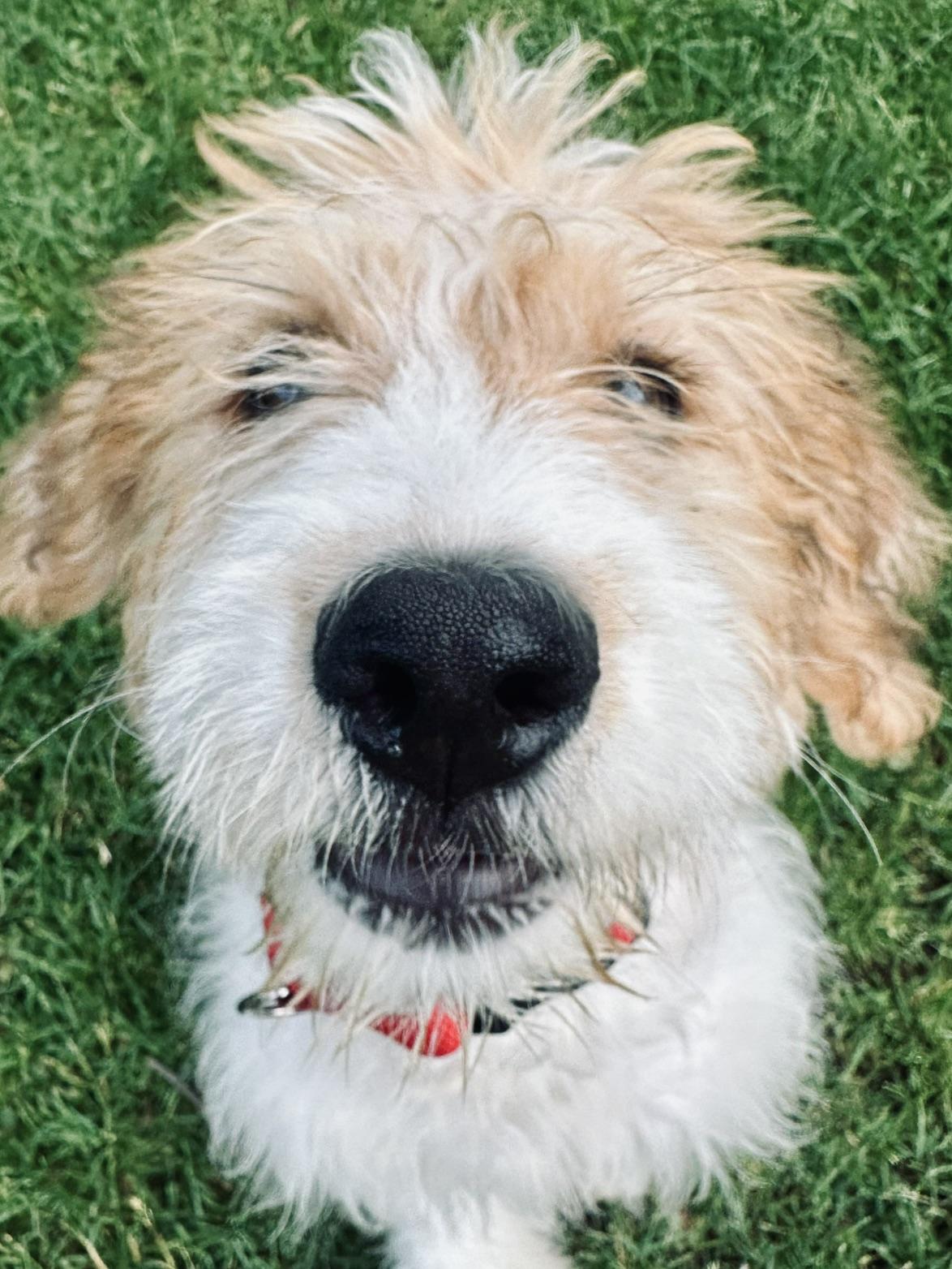 Enlarge Annie, an adopted mixed breed in Palatine, IL image 4/6