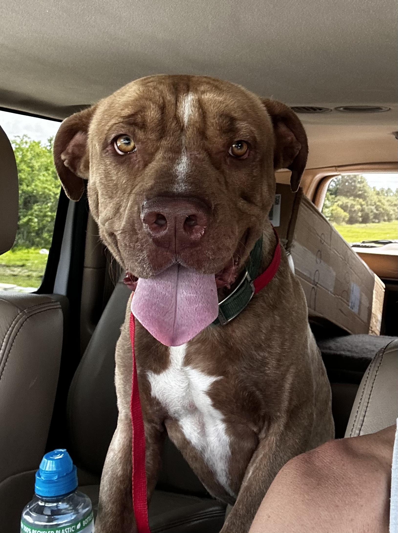 Enlarge Chance, a Adoptable mixed breed in French Lick, IN image 2/6