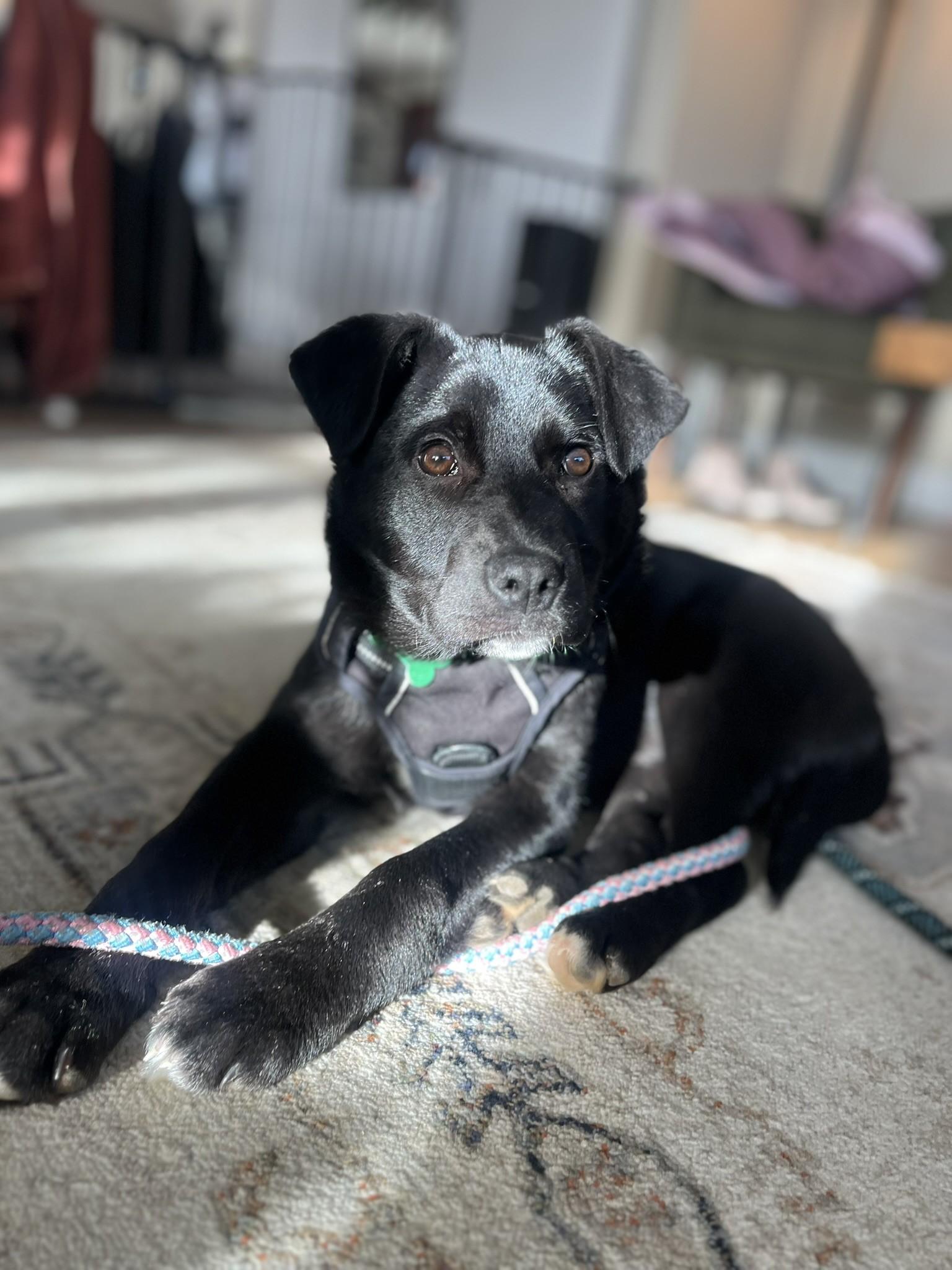 Cookie — thumbnail 2