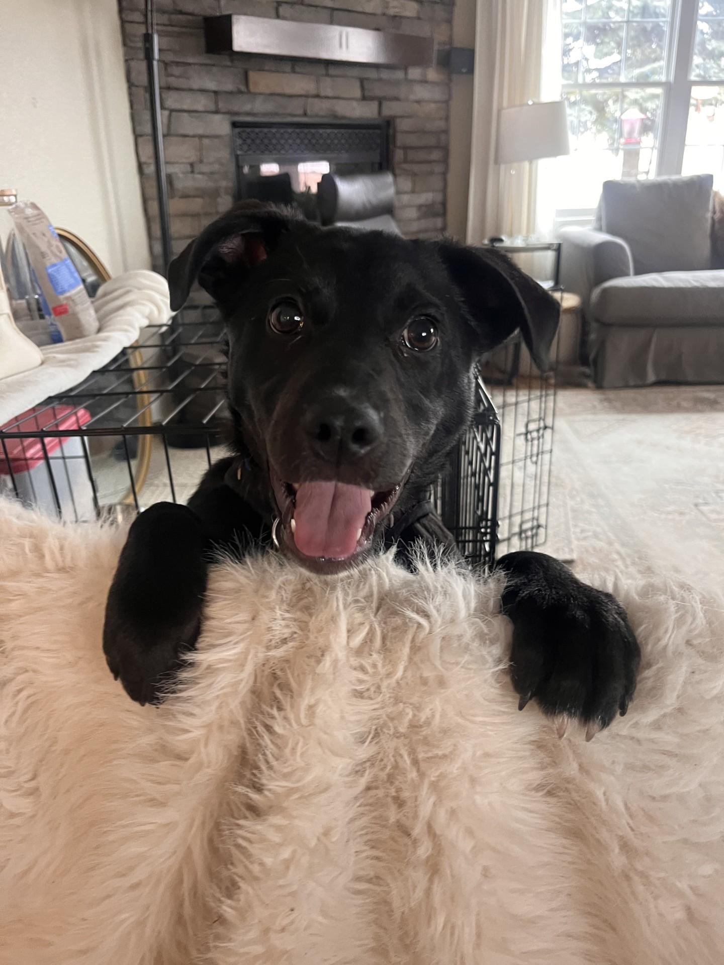 Cookie — thumbnail 3